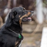 dog with registration tag