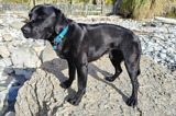 A black labrador dog standing on a rock at the beach with a sandy beach shoreline in the background