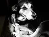Peanut Black And White