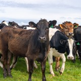 cows in westport paddock
